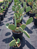 Spineless Prickly Pear Cactus